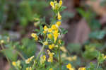 Yellow fumewort